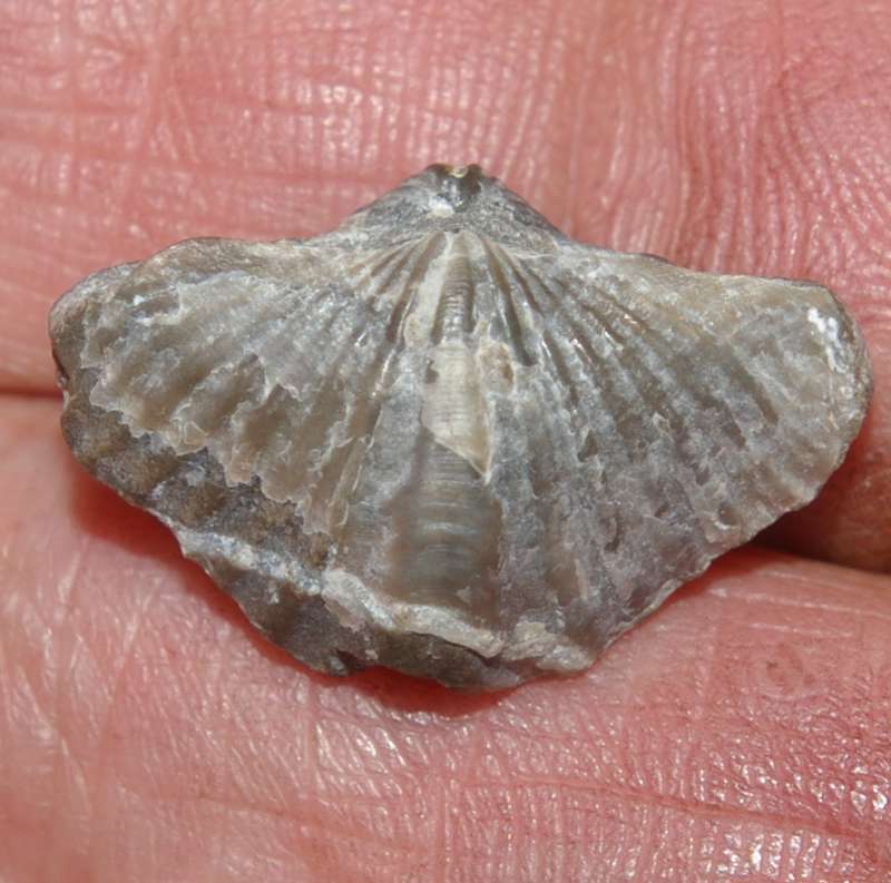 Eleutherokomma zarecznyi