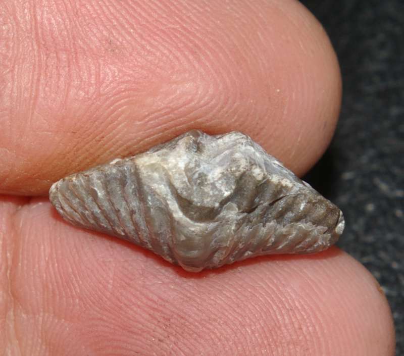 Eleutherokomma zarecznyi