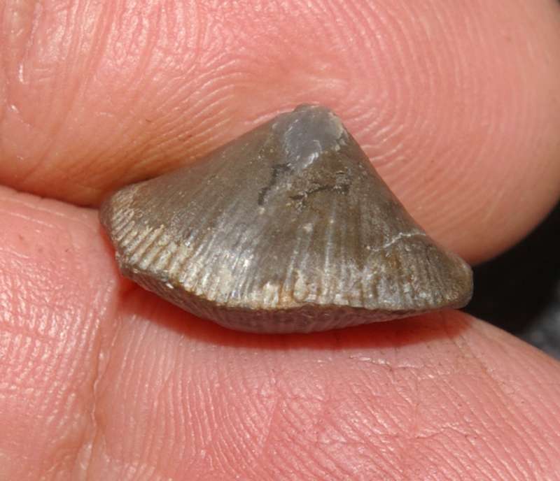 Cyrtospirifer minor