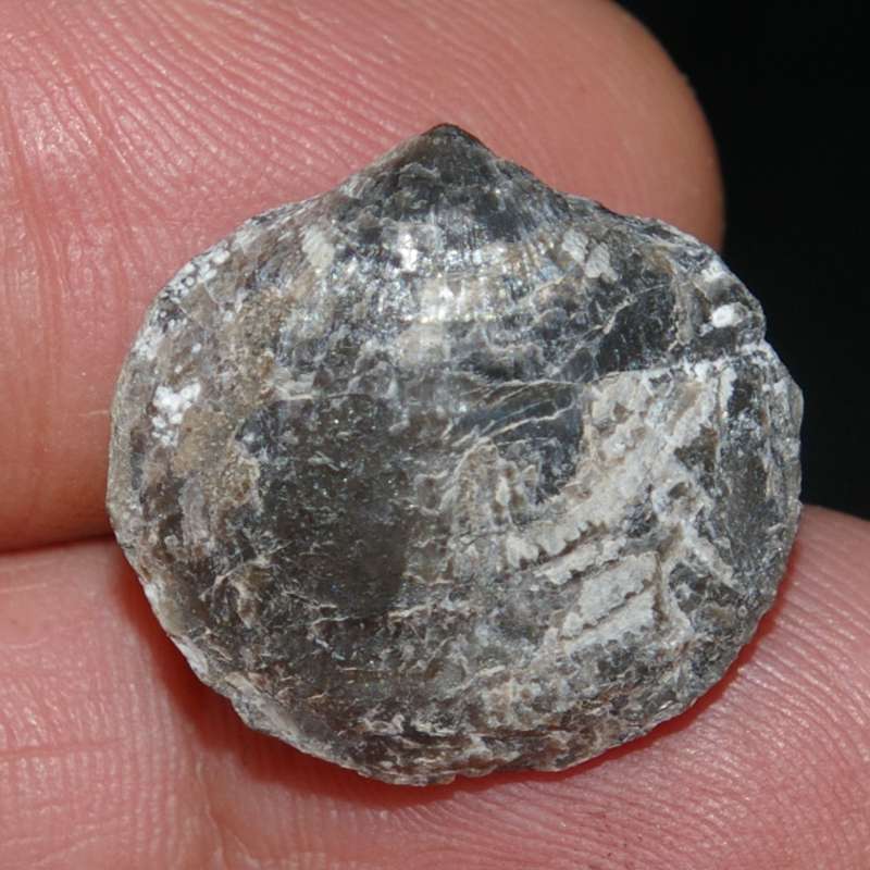 Desquamatia oneidensis