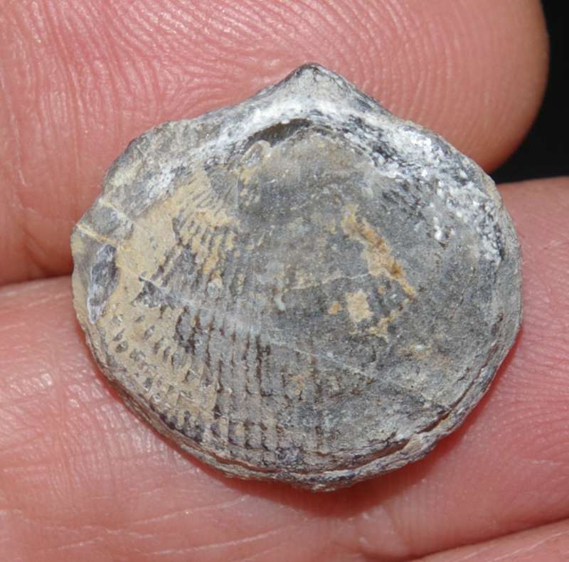 Desquamatia oneidensis