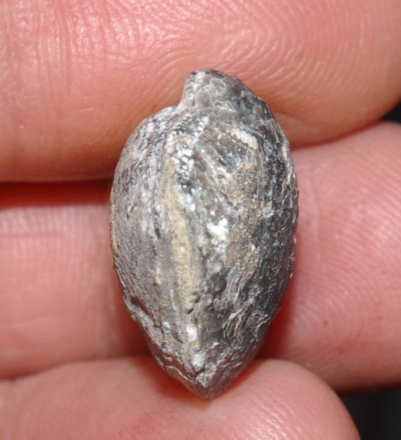 Desquamatia oneidensis