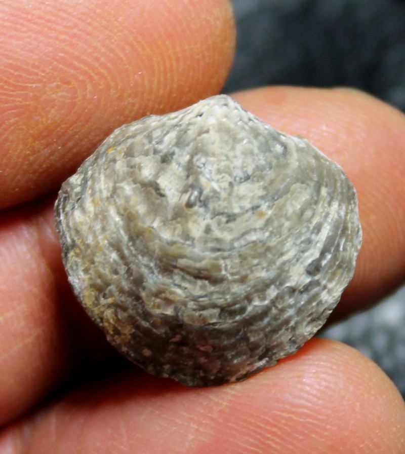 Spinatrypa semilukiana
