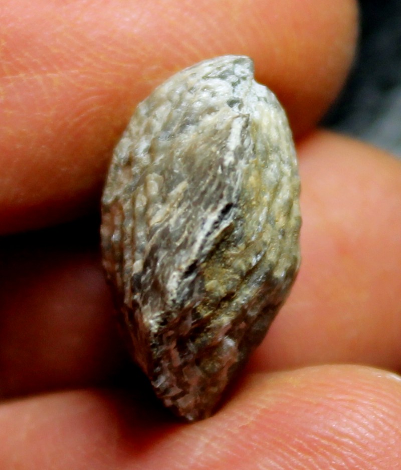 Spinatrypa semilukiana