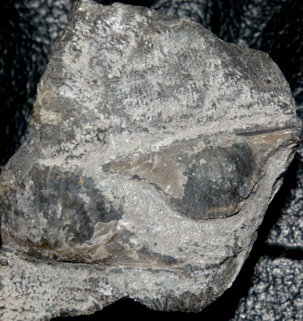 fossils brachiopods
