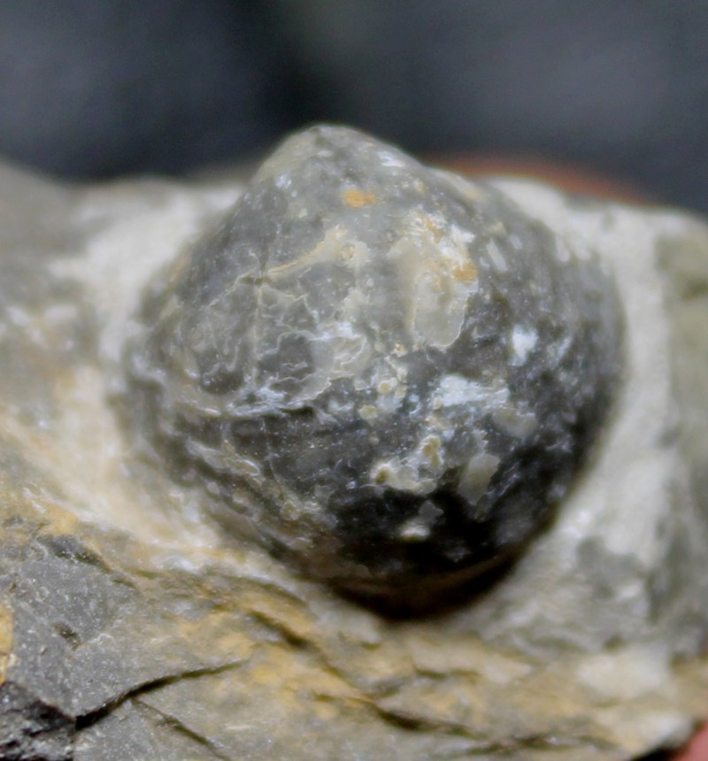 Praewaagenoconcha speciosa