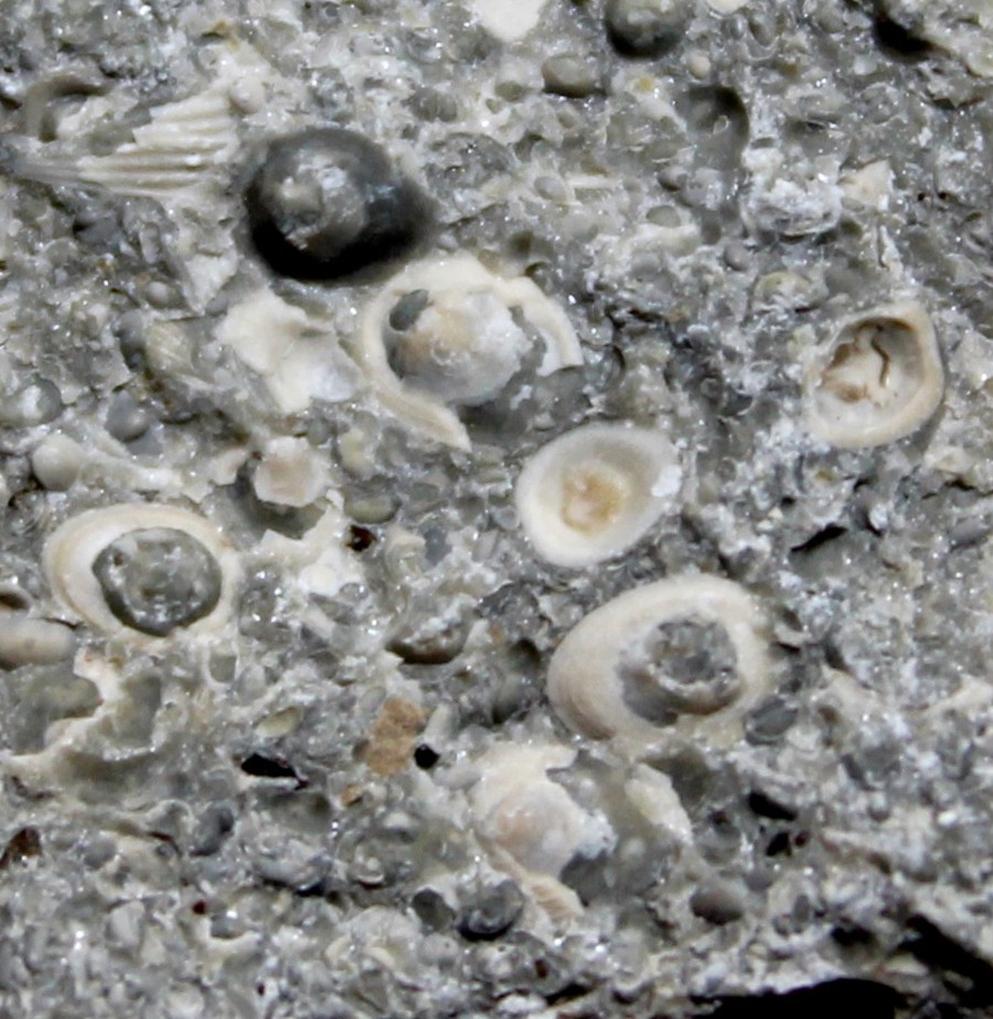 Silurian inarticulate brachiopods