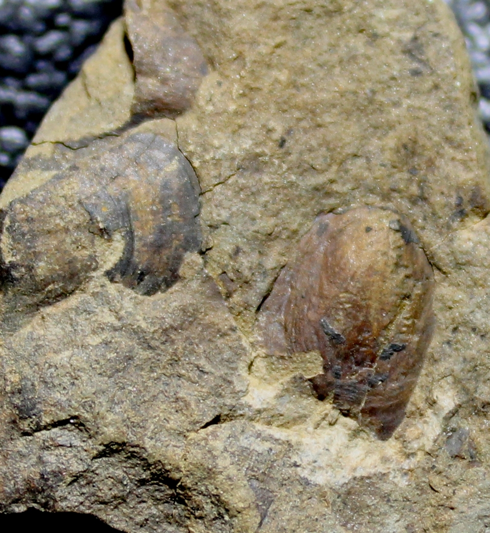 Ordovician inarticulate brachiopods