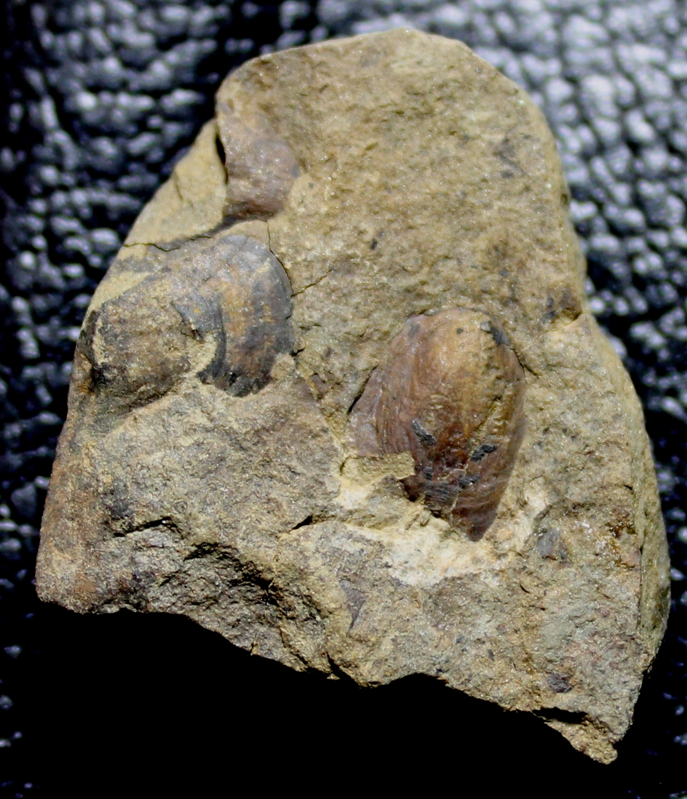 Ordovician inarticulate brachiopods