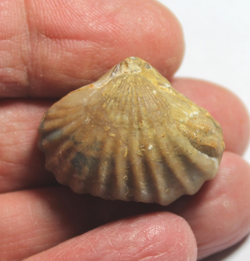  Lacunosella sp