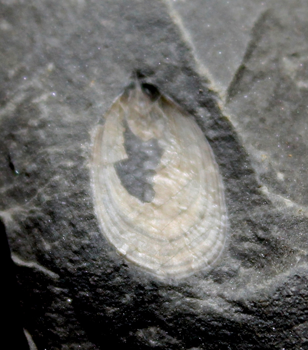 Devonian inarticulate brachiopods