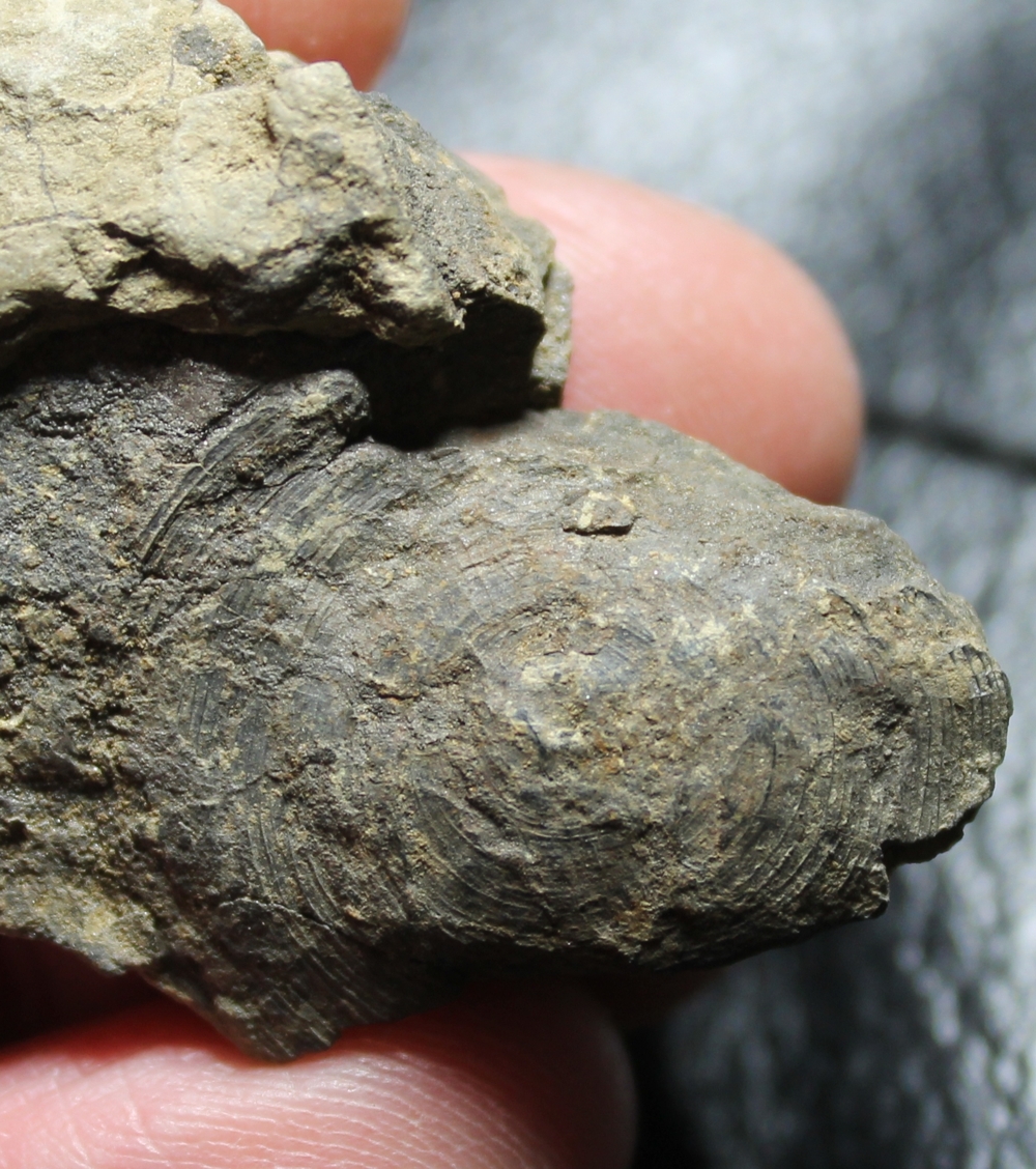 Silurian inarticulate brachiopods
