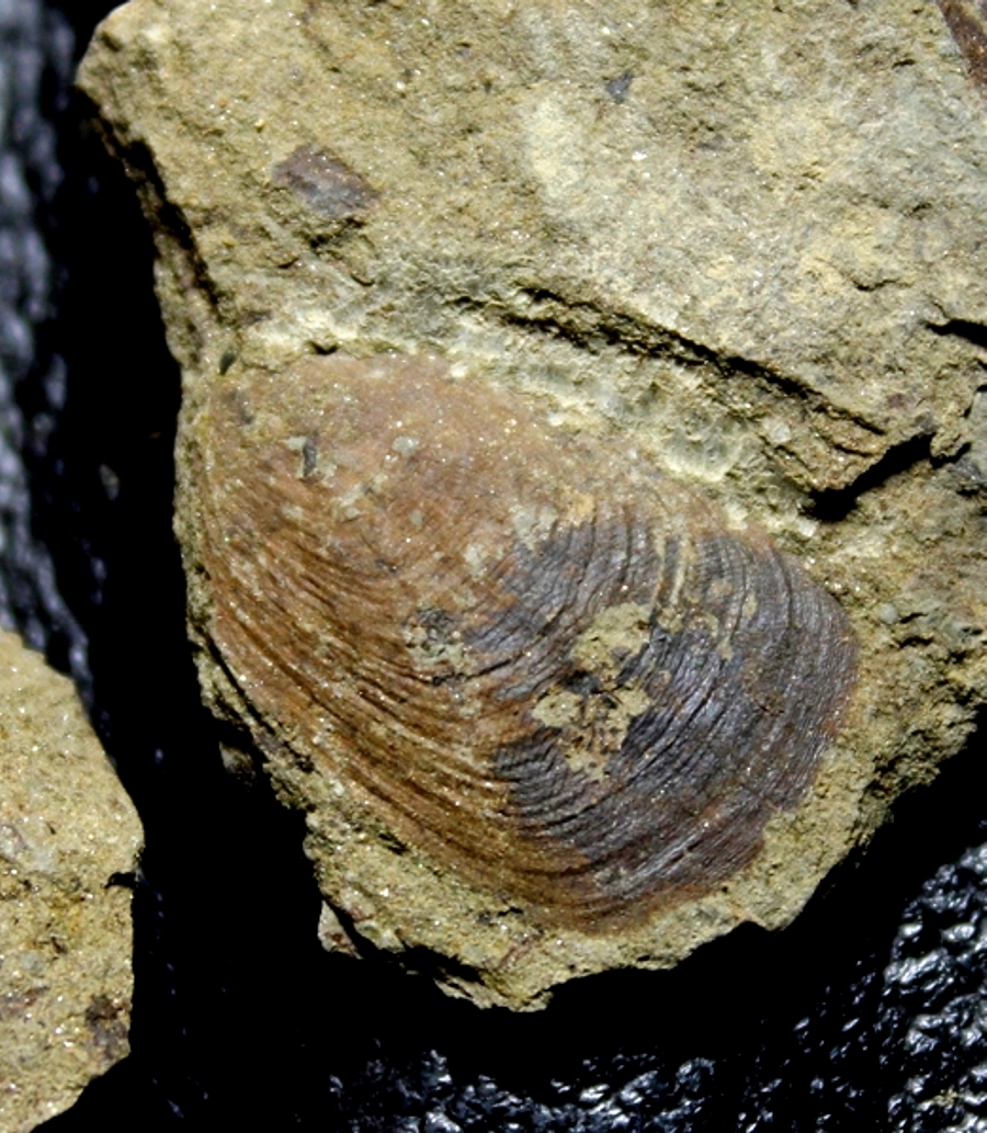 Silurian inarticulate brachiopods