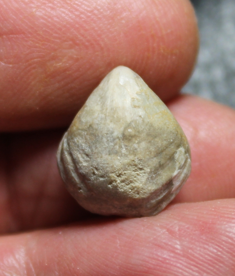 Silurian fossil brachiopod
