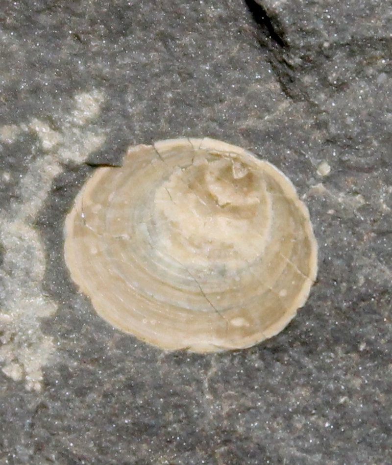 Orbiculoidea