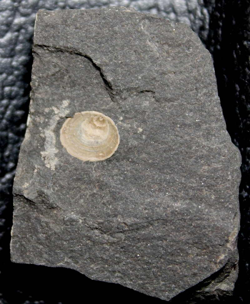 Orbiculoidea