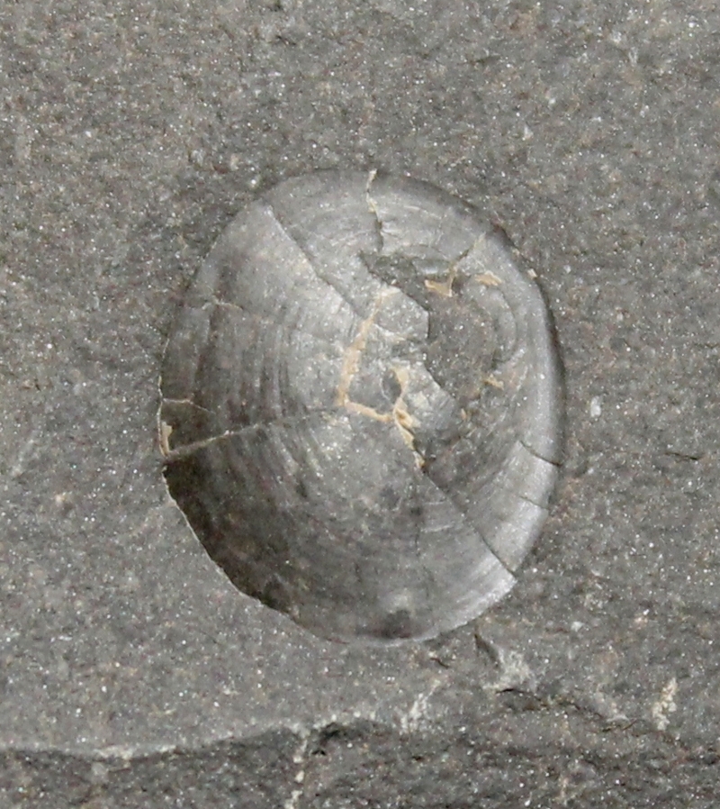 Orbiculoidea