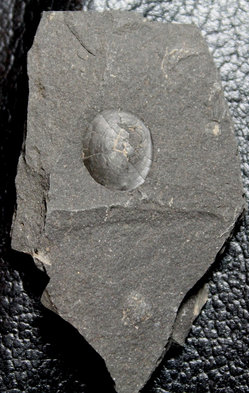 Orbiculoidea