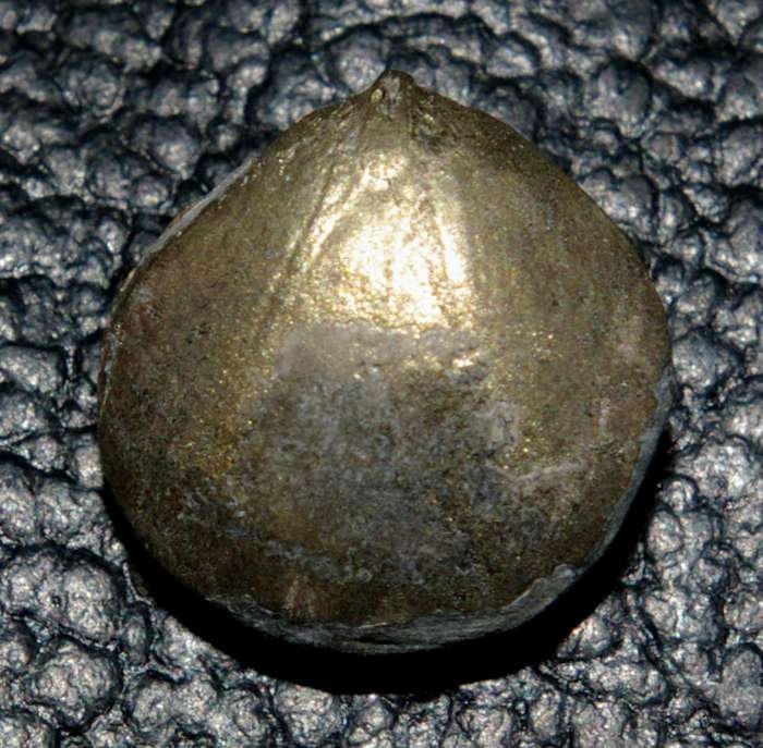 Pugnaria plana
