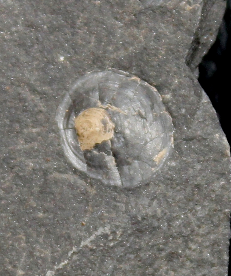 Orbiculoidea