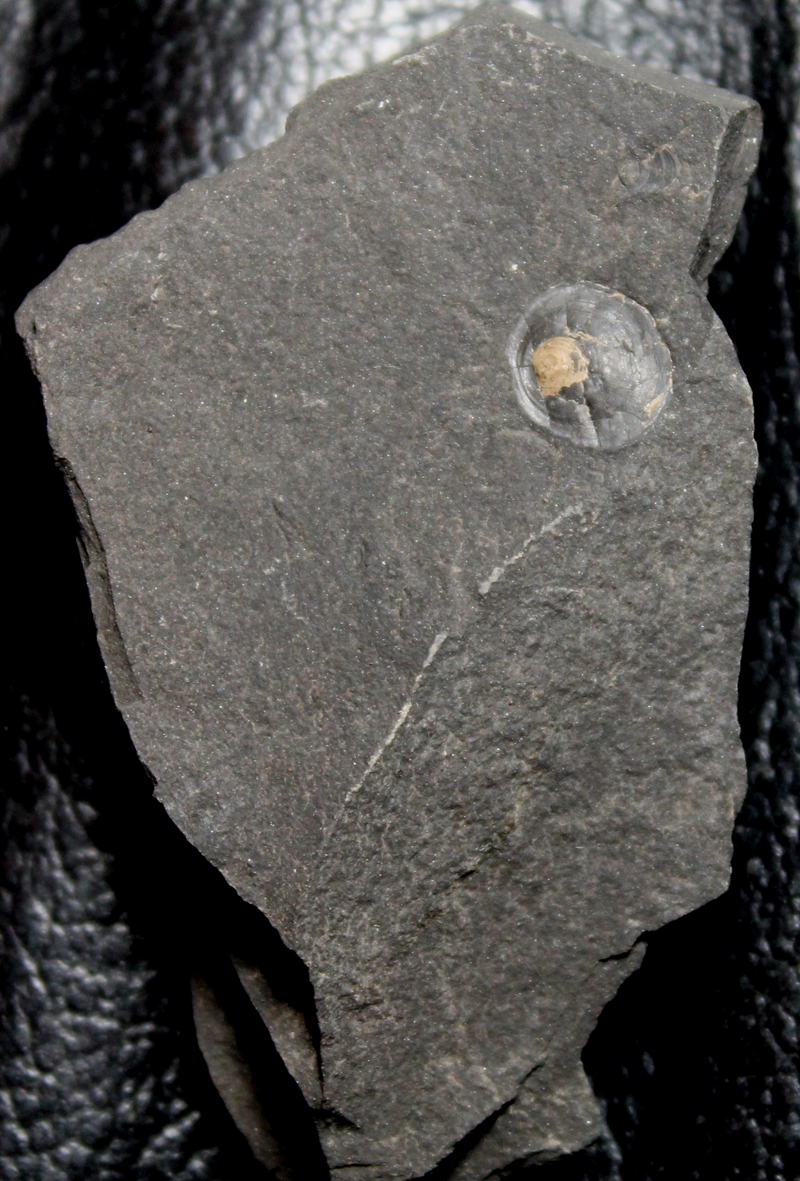 Orbiculoidea