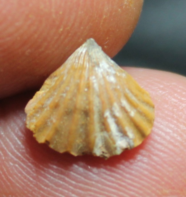 fossils brachiopods