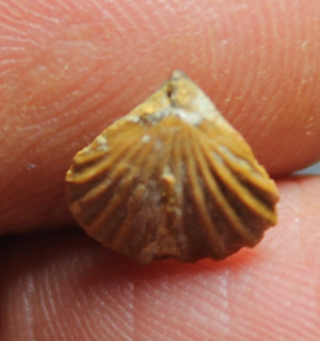 fossils brachiopods