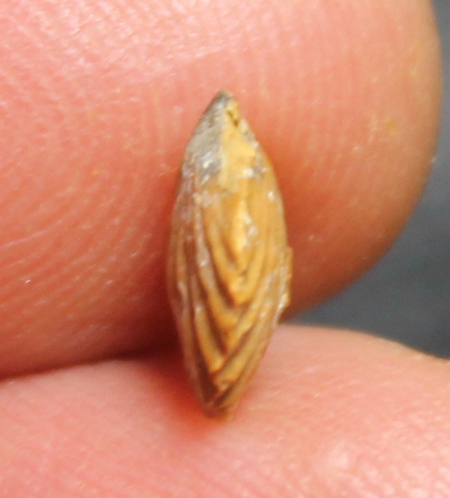 fossils brachiopods