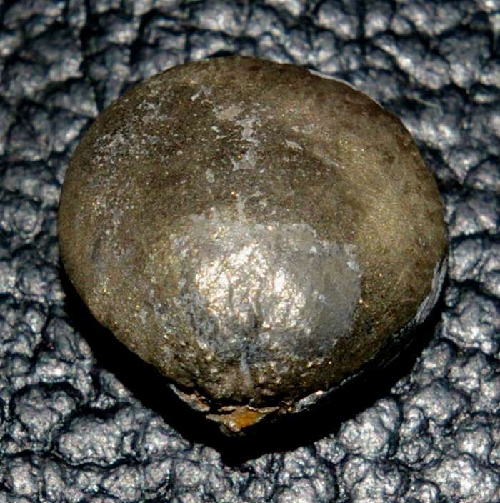 Pyritized fossil brachiopod