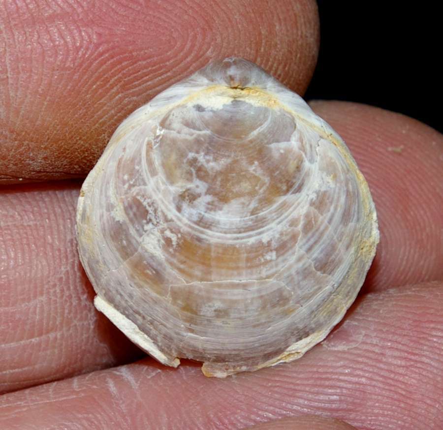 Capillithyris capillata