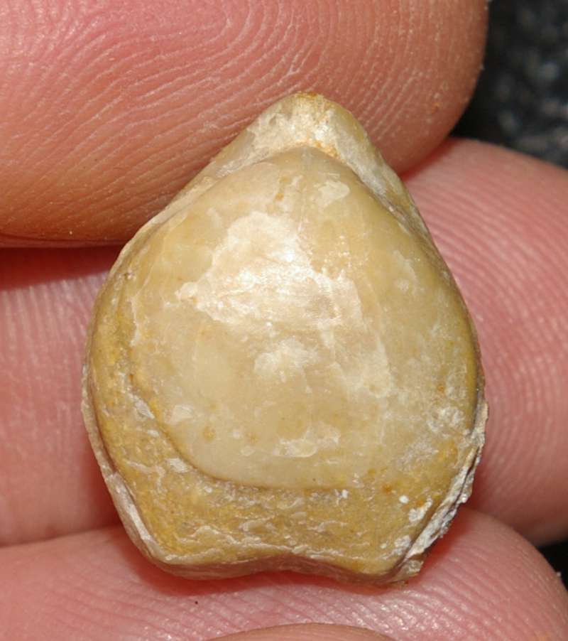 Microthyridina lagenalis