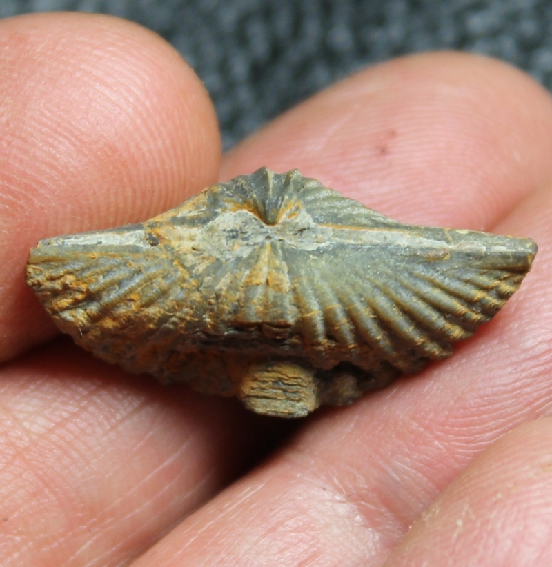 Devonian brachiopod Eleutherokomma diluvianoides