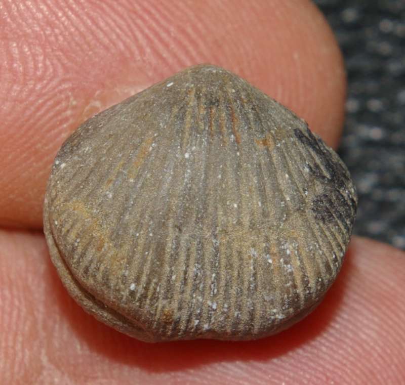 Uncinulus primipilaris.jpg