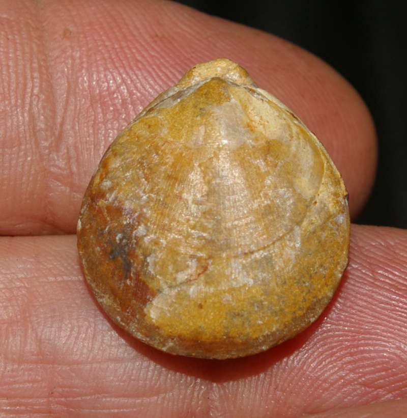 Juralina insignis.jpg