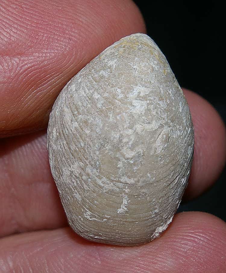 Juralina insignis maltonensis