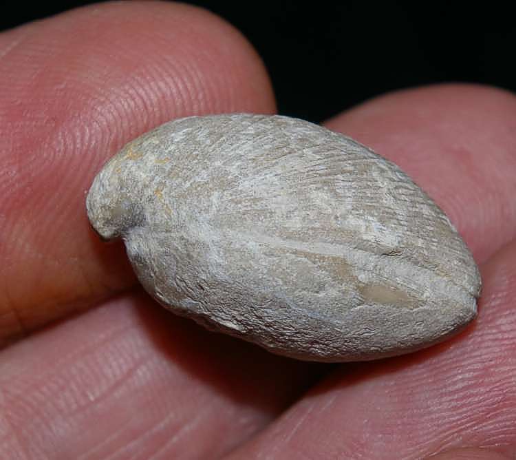 Juralina insignis maltonensis