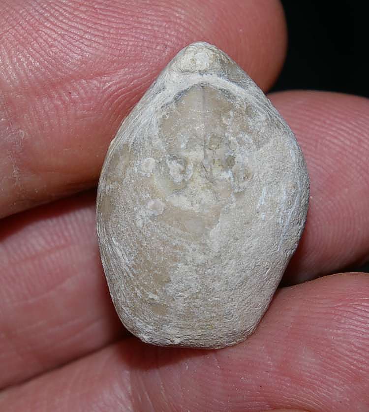 Oxfordian brachiopod