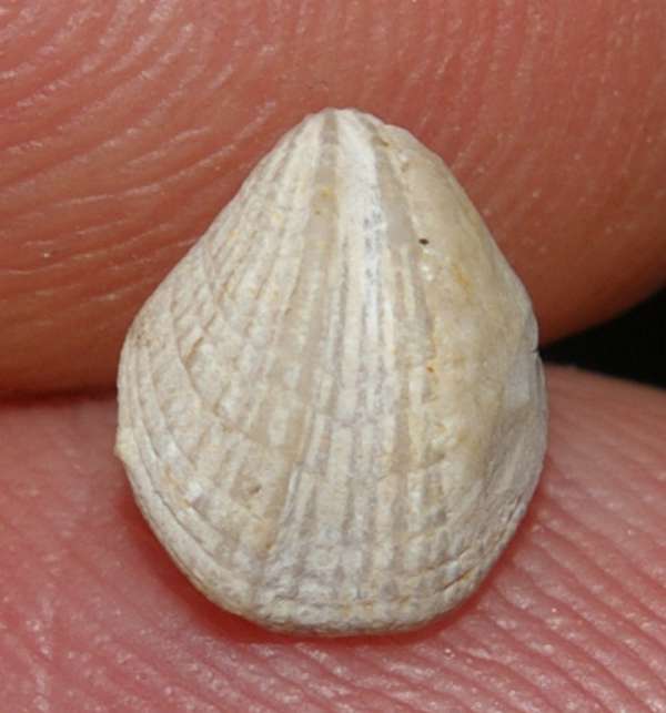 Dictyothyropsis roemeri