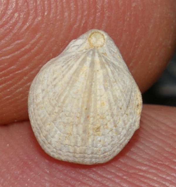 Dictyothyropsis roemeri