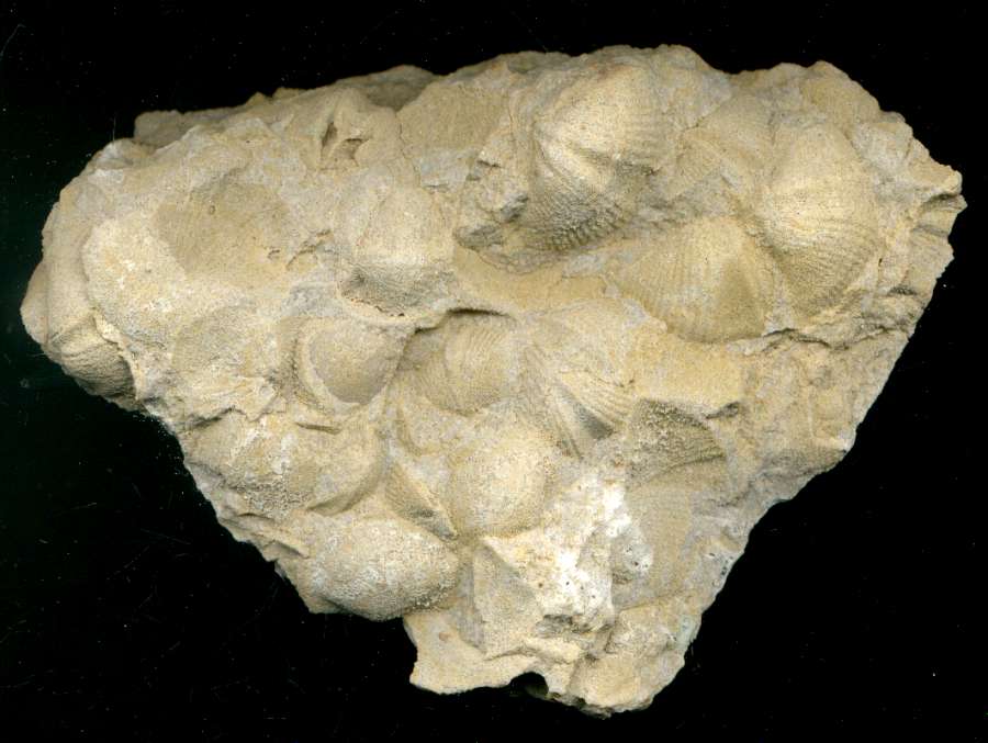 Euryspirifer paradoxus