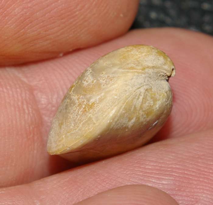 Aulacothyris pala