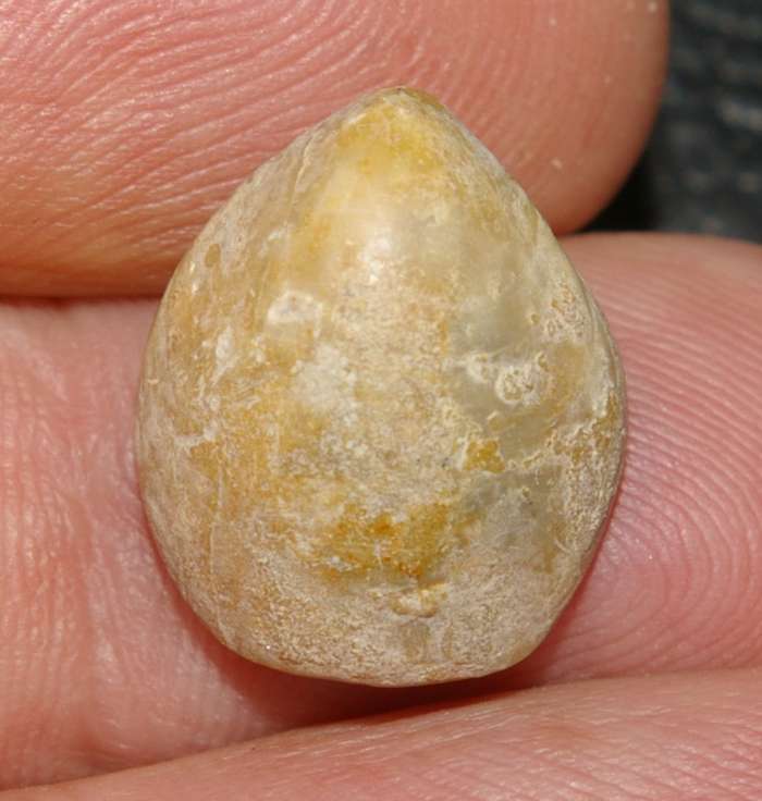 Aulacothyris pala