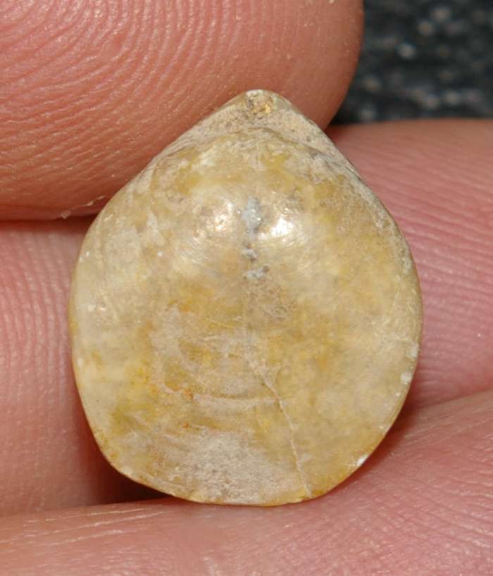 Callovian brachiopods