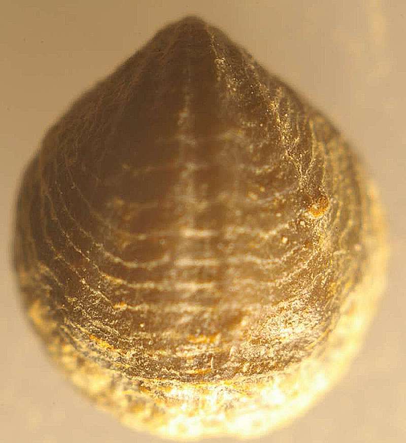 Anoplotheca lepida