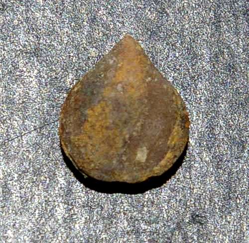fossile brachiopodes.jpg