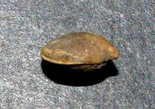 fossile brachiopodes.jpg