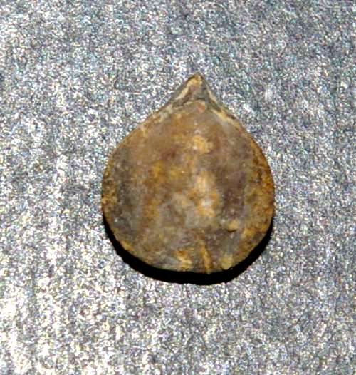 Cryptatrypa philomela minor.jpg