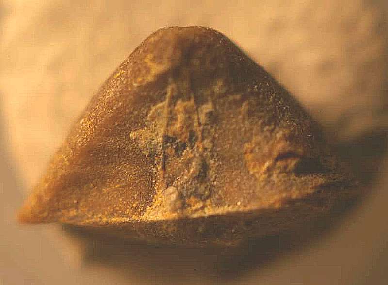 Squamulariina parva