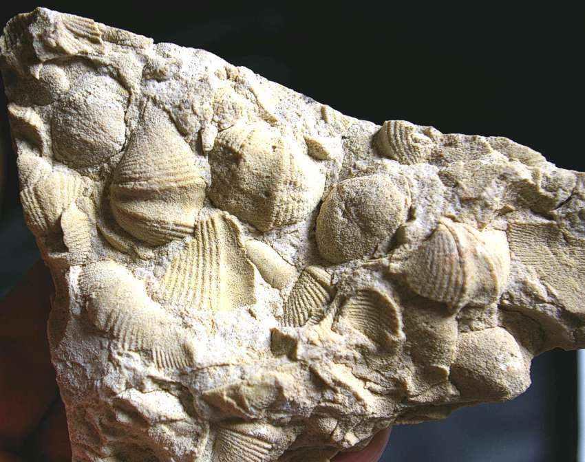 Nice Brachiopods Plate.jpg