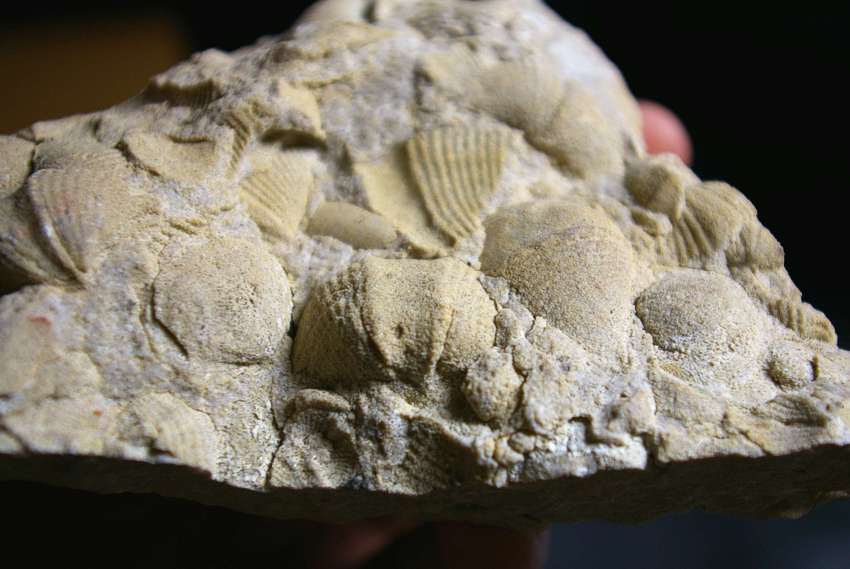 Nice Brachiopods Plate.jpg